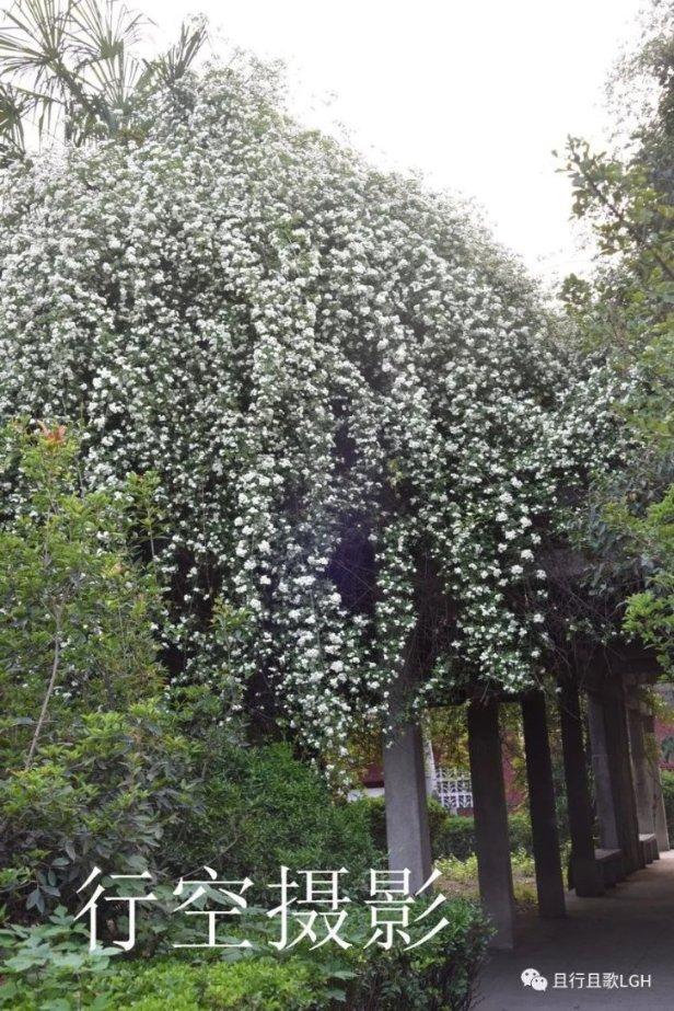 泡沫森林
